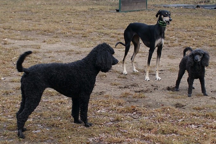 Evi, Mitraa, Hanka